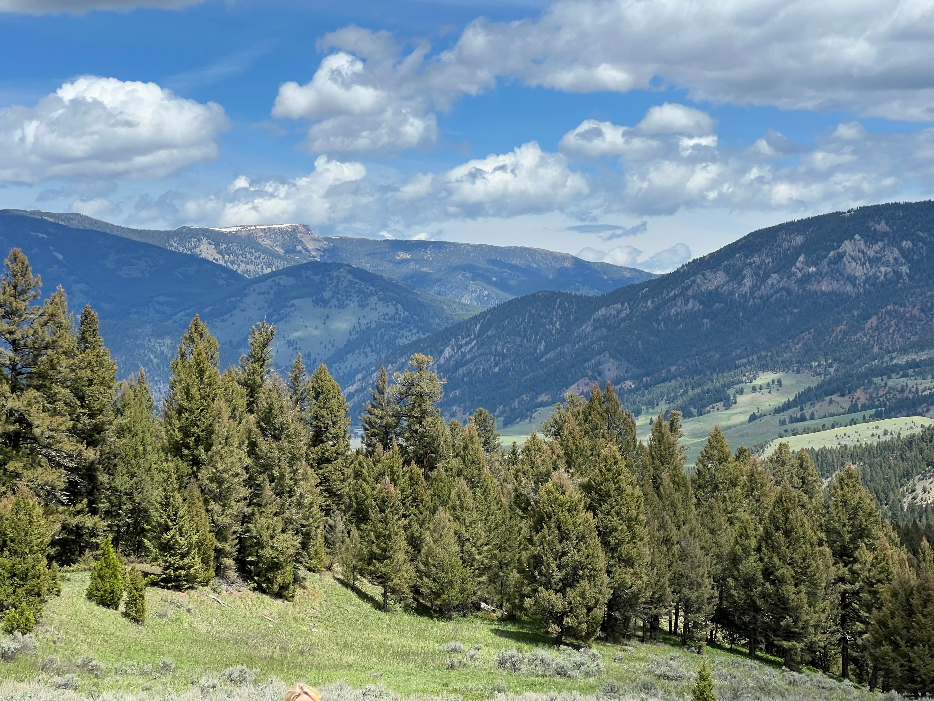 Forested Montana mountain valley under a bright cloudy sky